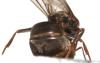 Lasius sp.